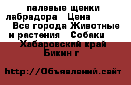 палевые щенки лабрадора › Цена ­ 30 000 - Все города Животные и растения » Собаки   . Хабаровский край,Бикин г.